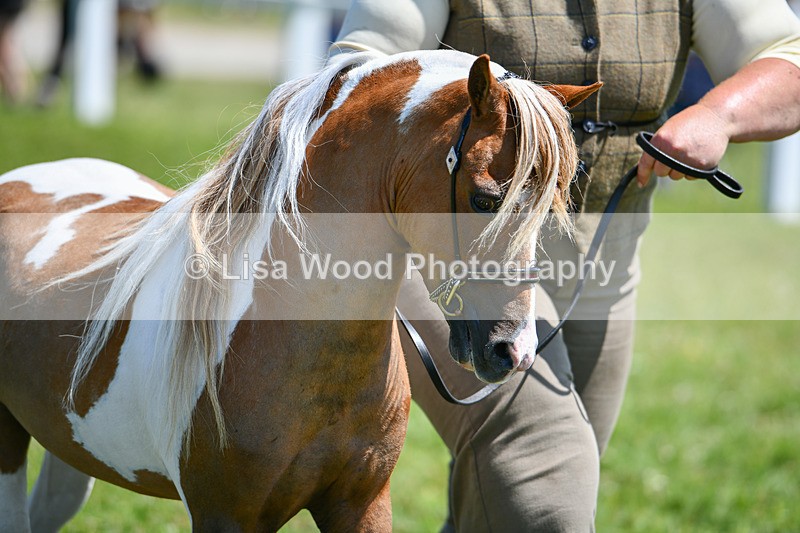 DSC_7152 - Class 61: Miniature Horse 4yrs & over