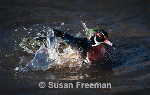 Splash
