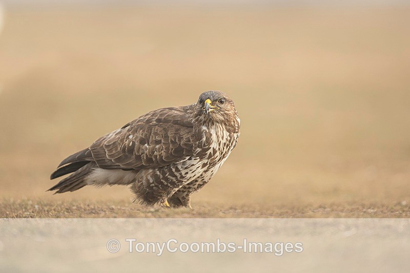Buzzard - Buzzard and Drinking Pool Hides