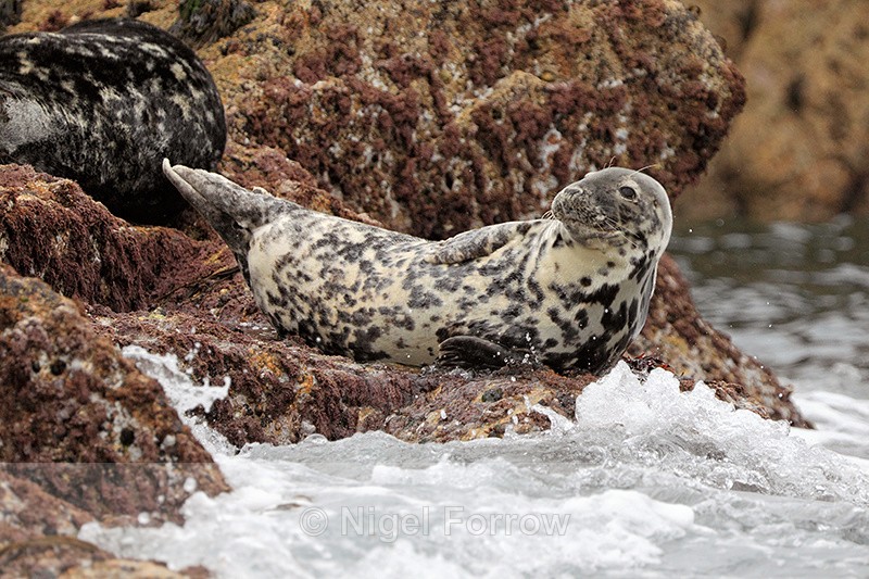 Grey Seal (female) basking on rocks, Isles of Scilly - Seal