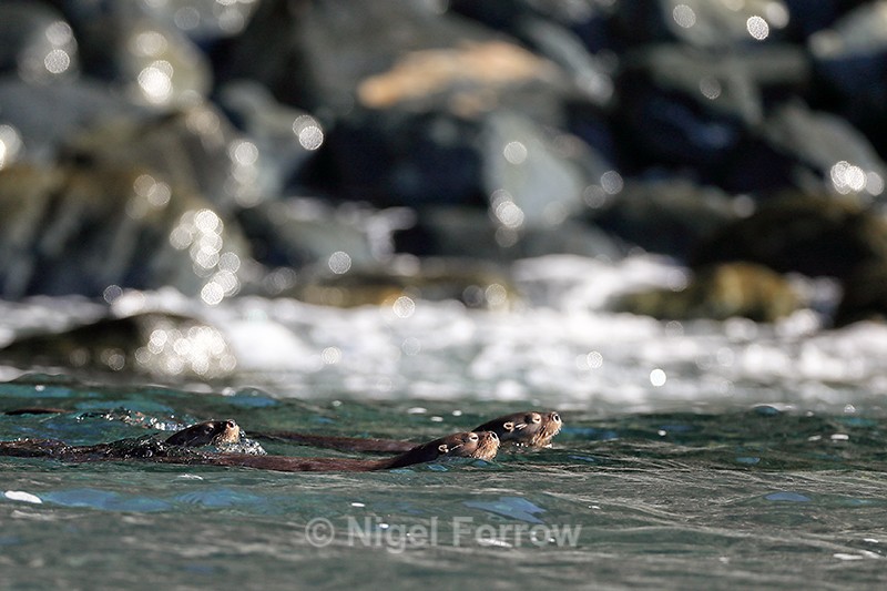 Marine Otters swimming in sea, Chanaral Island, Chile - Otter