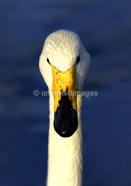 Whooper swan 2 - United Kingdom