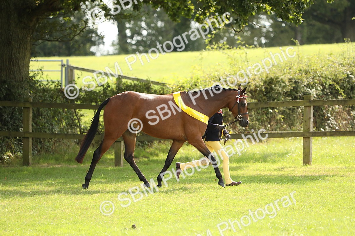 SBM_65637 - S48 - Show Pony & Show Hunter Pony In Hand