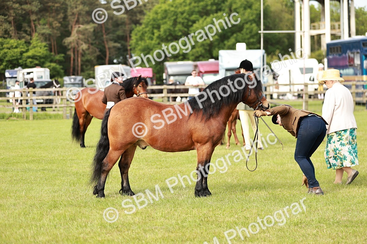 SBM_00516 - Class 14-23 - Mountain & Moorland In Hand Non Welsh