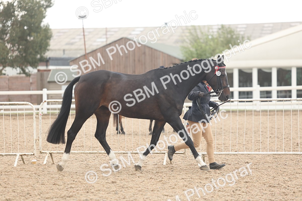 SBM_07627 - Class 26 - IH Foreign Breeds - Part Bred