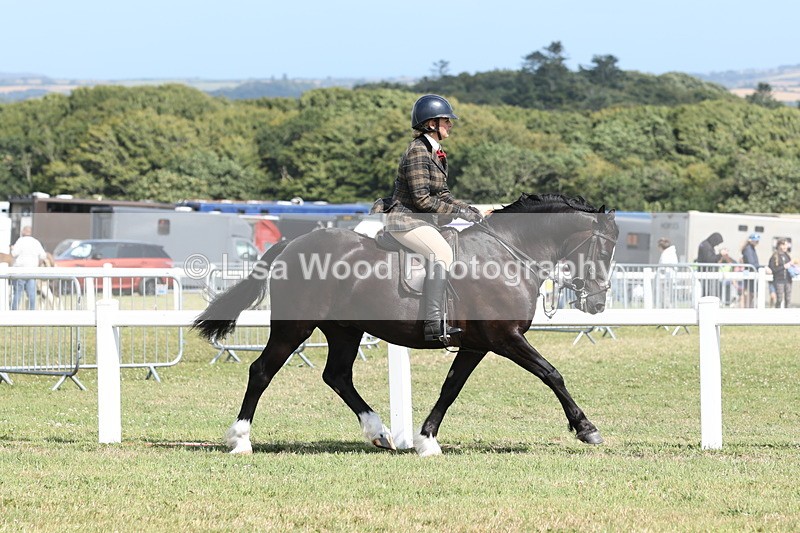 JPP_2260 - Class 19: Working Hunter 60cm