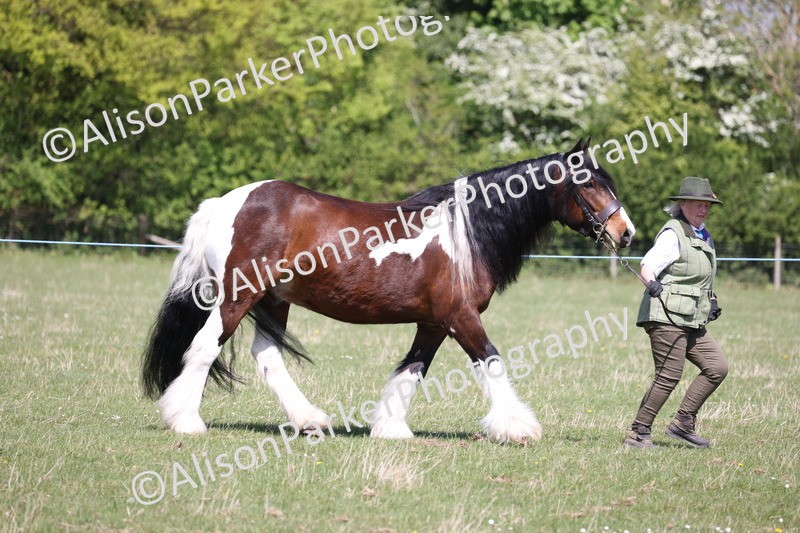 20250427-2968 - Class 27 - Coloured Horse and Pony