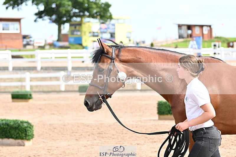 240717A-162323-03437 - Trot Up 4pm to 5pm