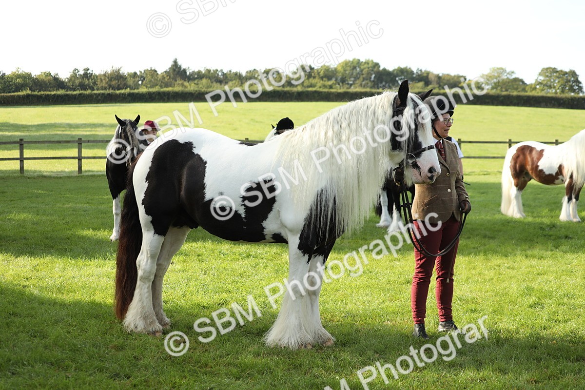 SBM_60932 - S43 - Coloured Pony In Hand