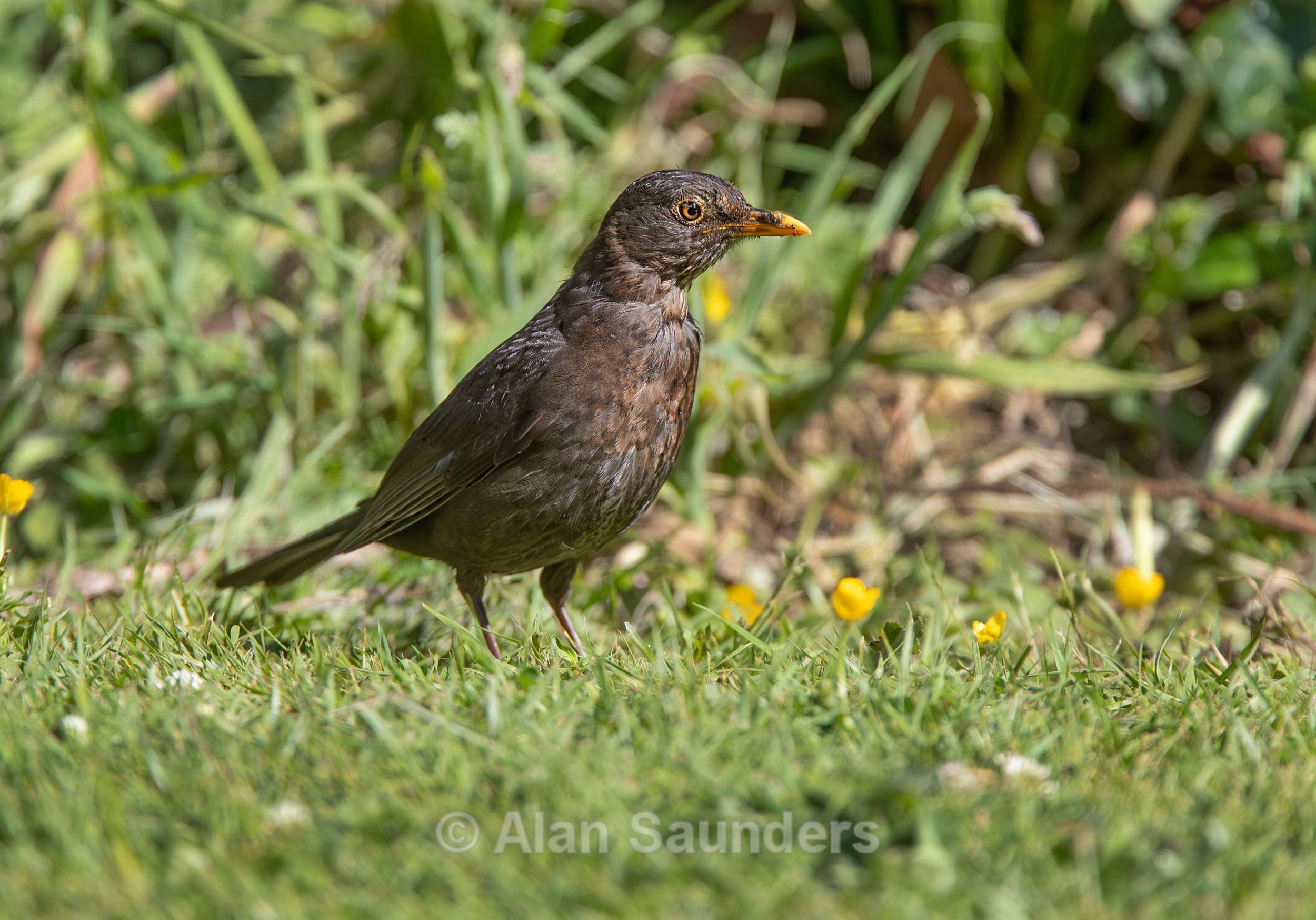 Blackbird 1