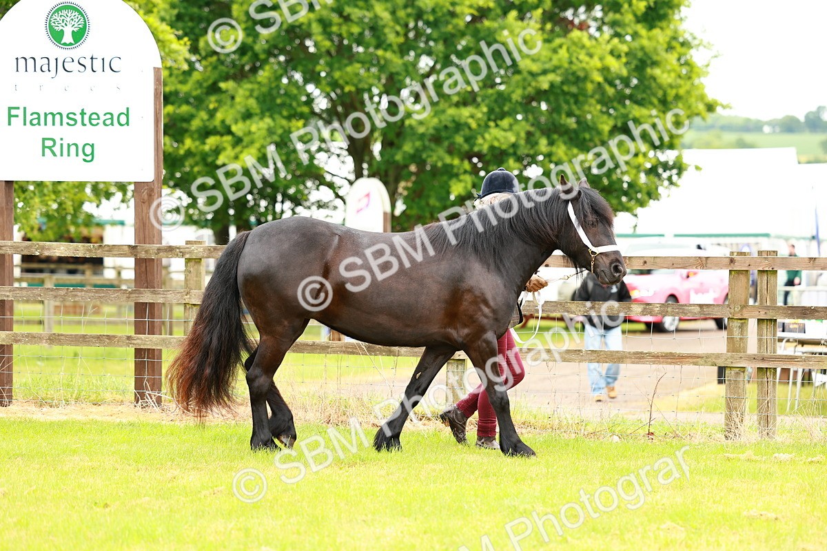SBM_00357 - Class 58-67 - M&M Non Welsh Pony In hand