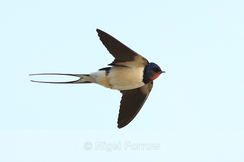 Swallow in flight at Farmoor - Swallow