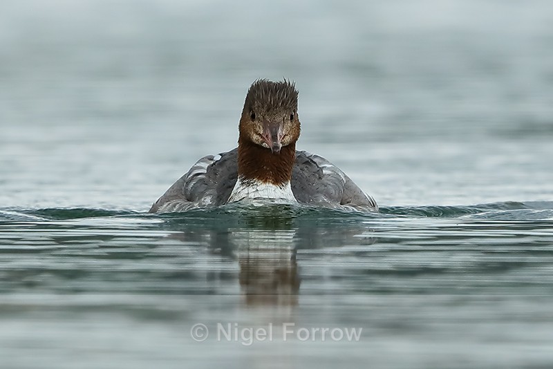 Goosander head-on, Farmoor Reservoir - Goosander
