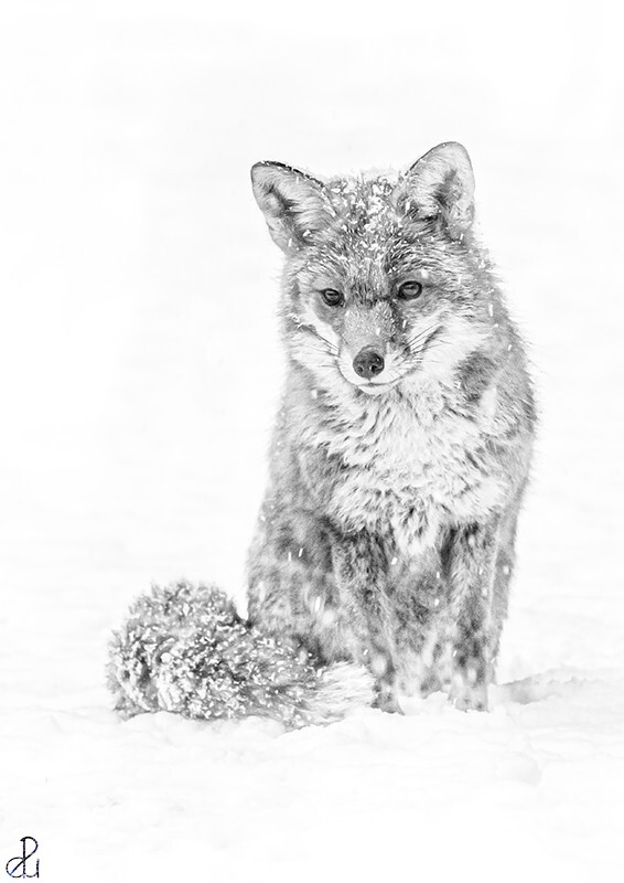 Wildlife photography by Diana Uzun