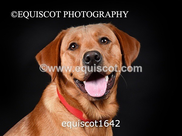 equiscot1642 - PADDY