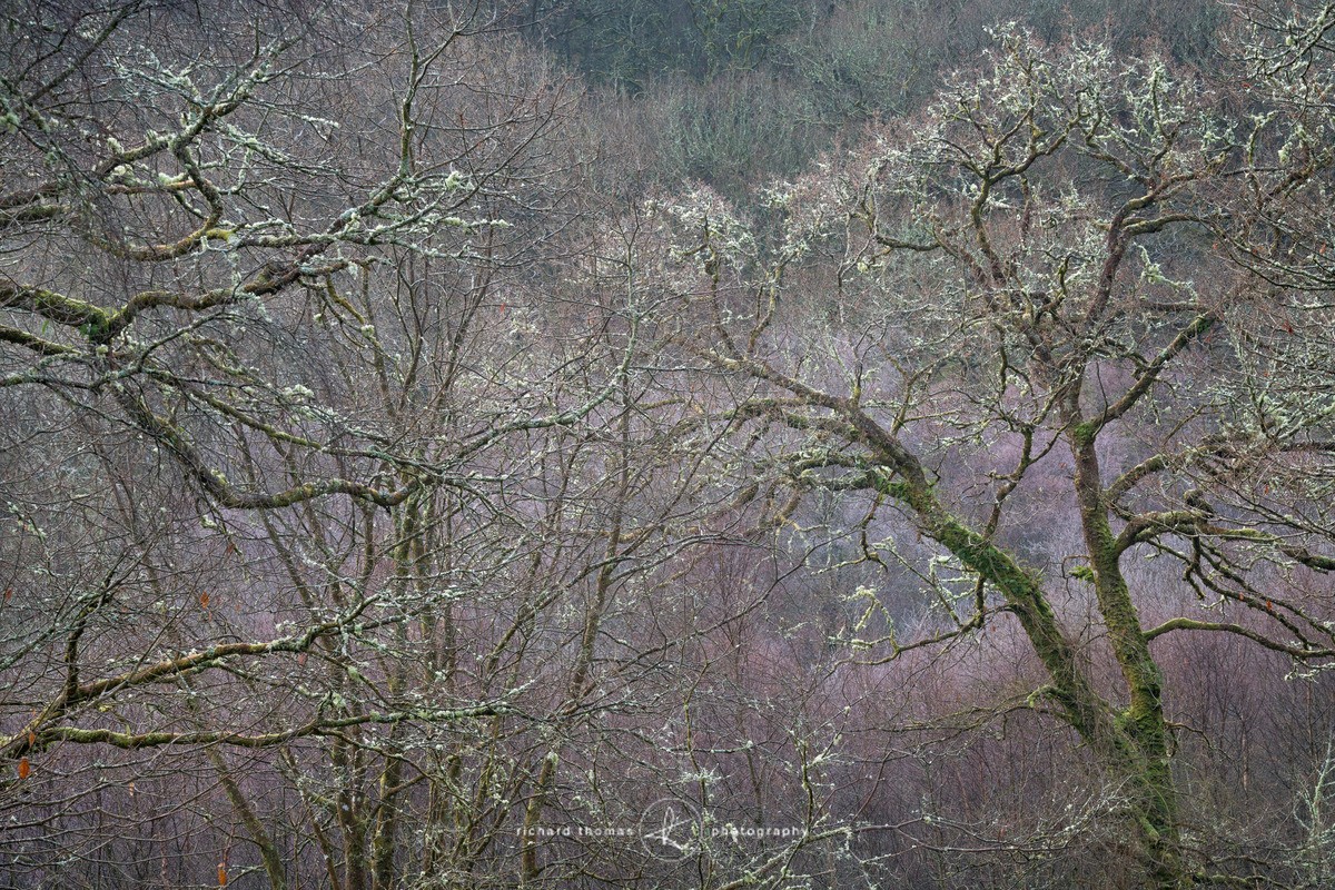 Capel Curig trees - Woodland