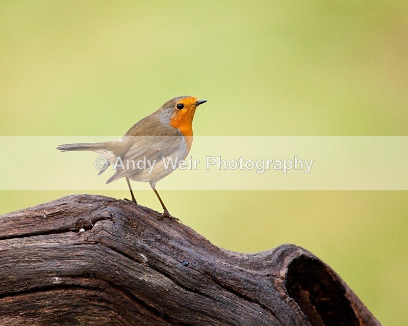 20110123-IMG_0376 - Robin
