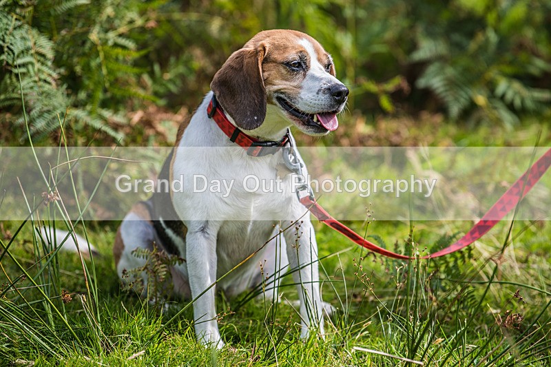 Grasmere Sports-356 - Grasmere Sports Junior & Senior Fell Races Sunday 24th August 2025