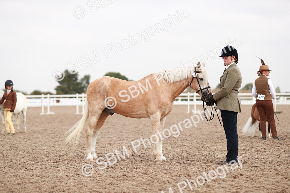 SBM_11834 - Class 206 IH Non Show Type Pony