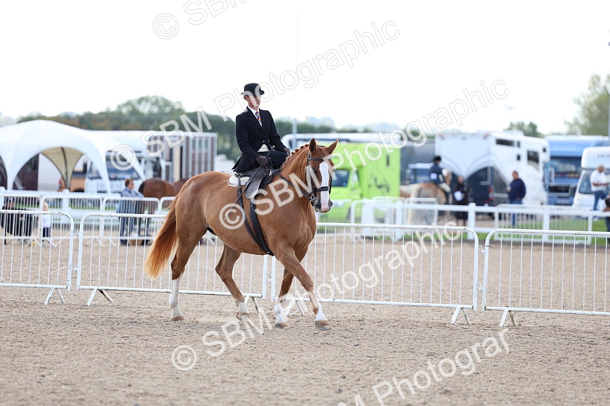 SBM_11215 - Class 306 - Ridden Foreign Breeds - Part Bred