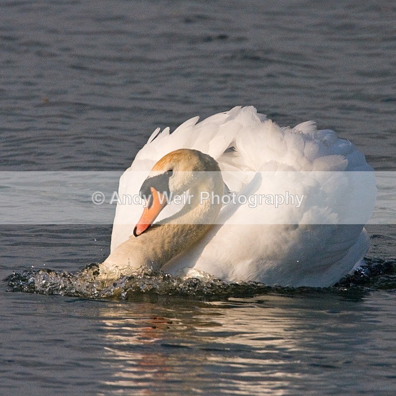 20080506-we 029 Mute Swan - Swans