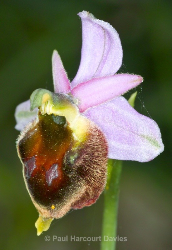 Hornet Ophrys (Ophrys crabronifera also known as Ophrys argolica subsp crabronifera) - Orchids - Ophrys