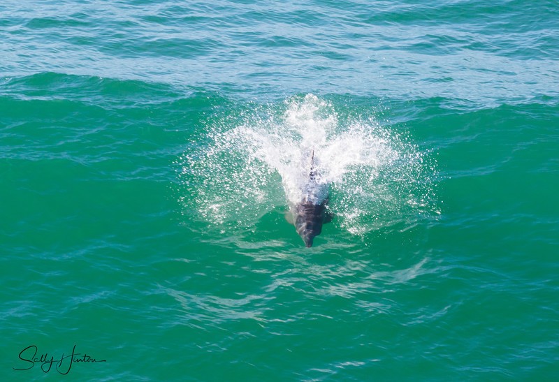 Dolphins in Wave 8