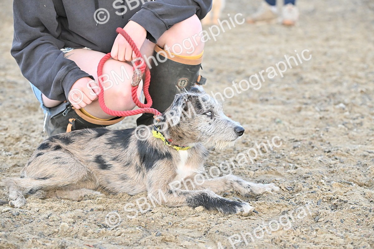 SBM_09611 - Lorry Dogs