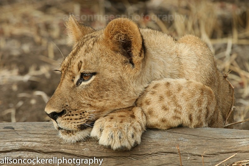  - African Safaris