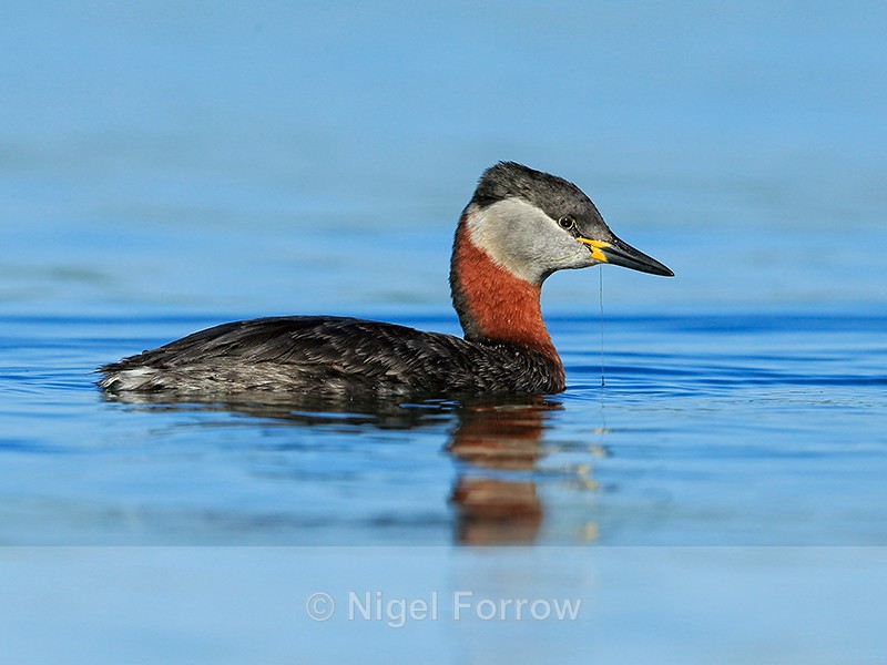 Red-necked Grebe, Farmoor Reservoir - Red-necked Grebe