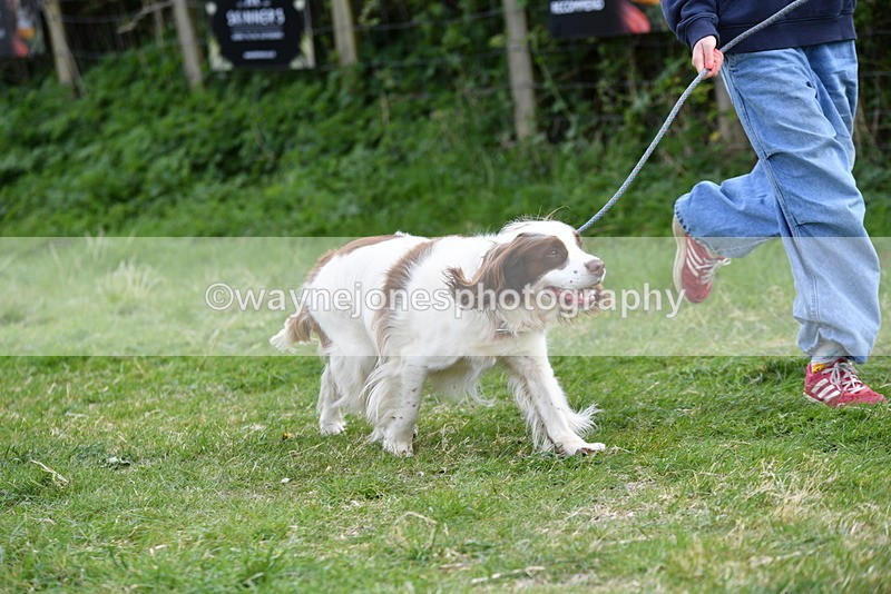 WJ5_0129 - Class 5 Best Veteran / 7 years & over