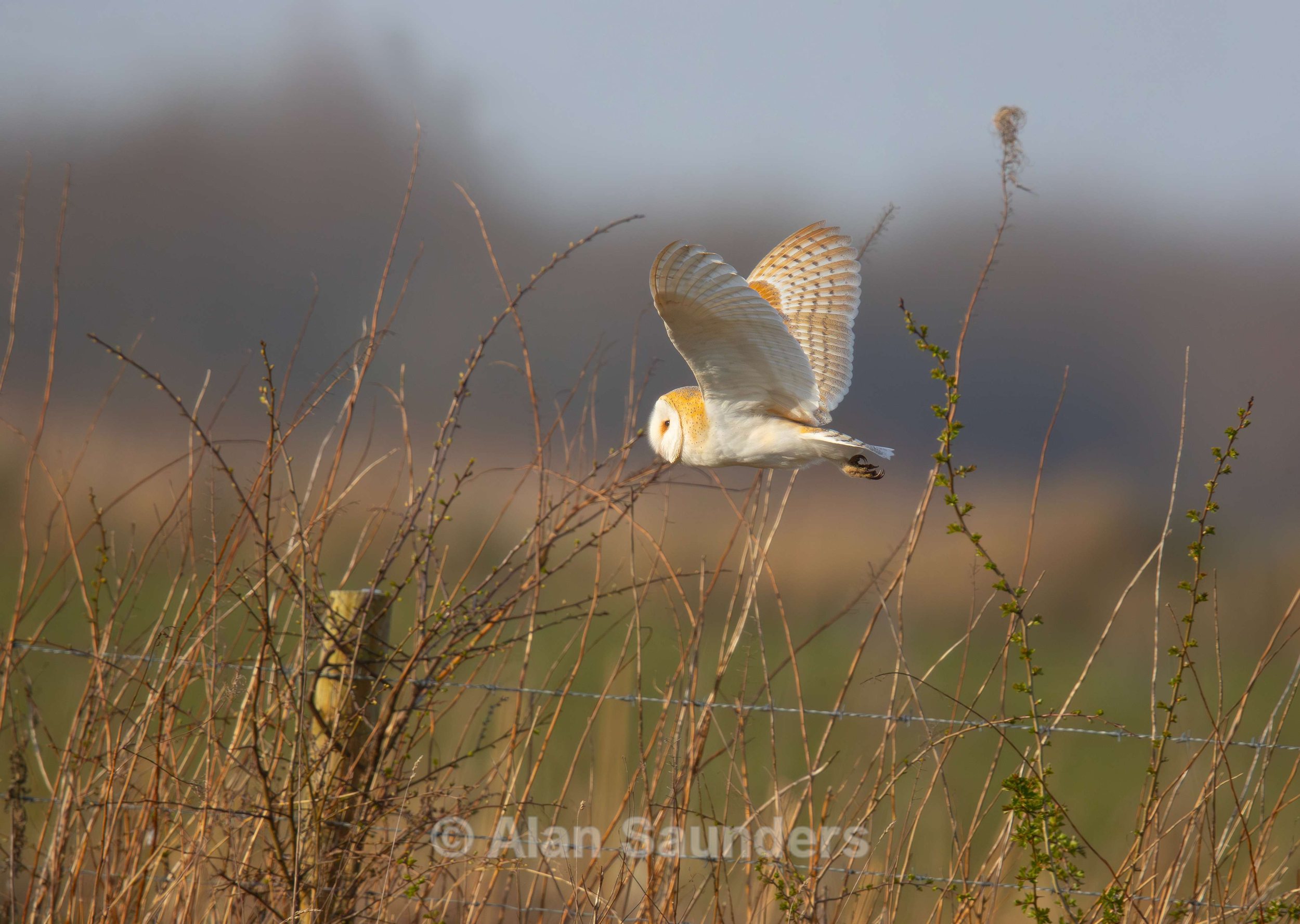 Barn Owl 5 (female)