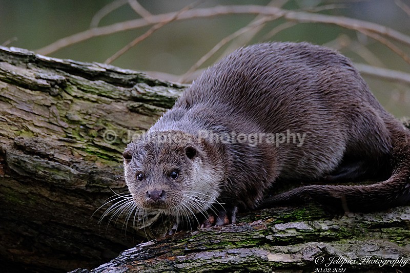  - Wildlife and Nature