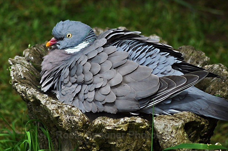 Pigeon Bath - Wildlife and Nature