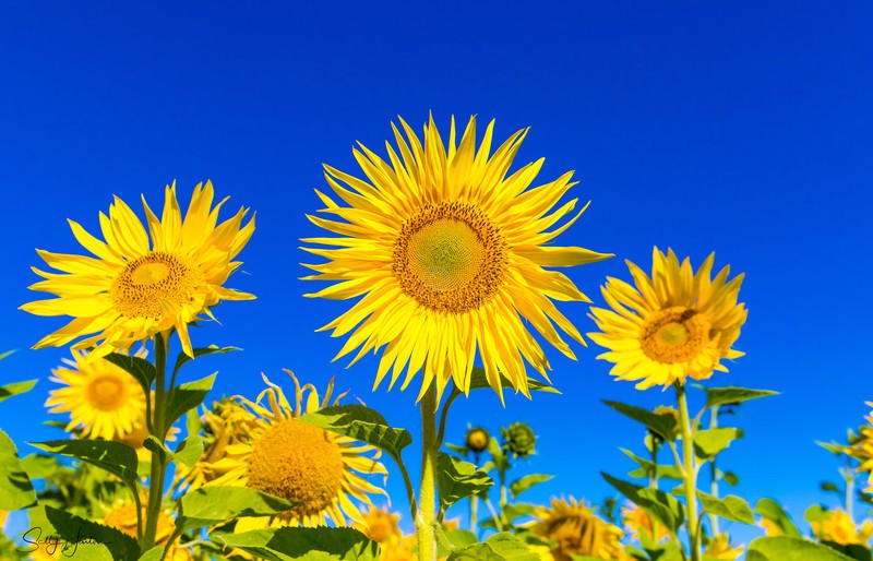 Sunflower Group 3