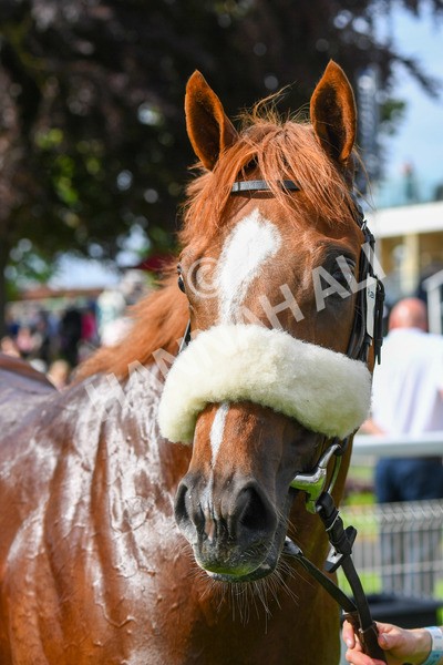 170523-Race 6-Mon Na Slieve-0848 - Race 6 4.45pm British EBF 40th Anniversary Novice Stakes