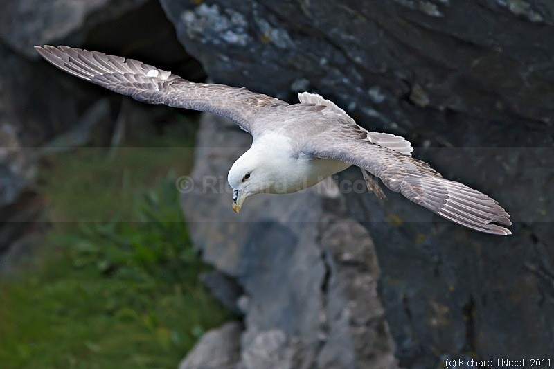 Fulmar (Fulmarus glacialis) - Fulmar (Fulmarus glacialis)