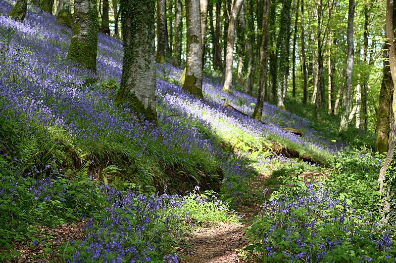 Bluebells near Looe in Cornwall - Bluebells