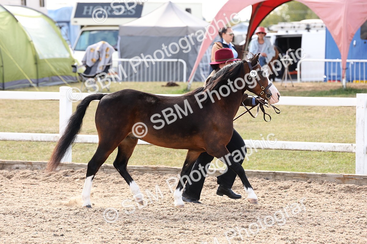 SBM_15032 - Class 209 - IH Veteran Pony