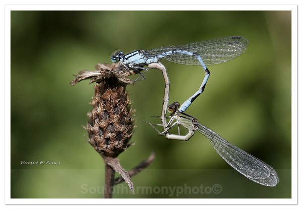 Sonnet Of Nature - Invertebrate's Macro