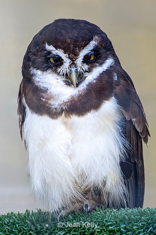 Spectacled Owl - DSC_1169 - Birds