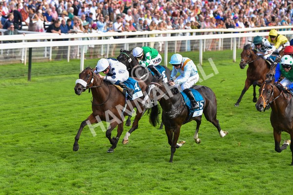 240823-Race 6-Gushing Gold-0725 - Race 6 4.45pm Or8Wellness EBF Stallions Nursery Handicap