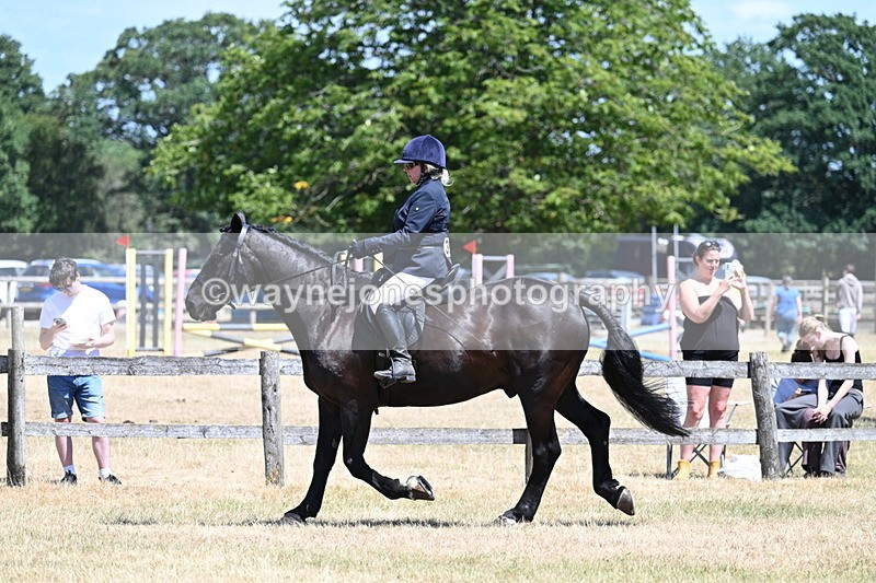 WJ7_2783 - Class 7 Riding Club Show Horse