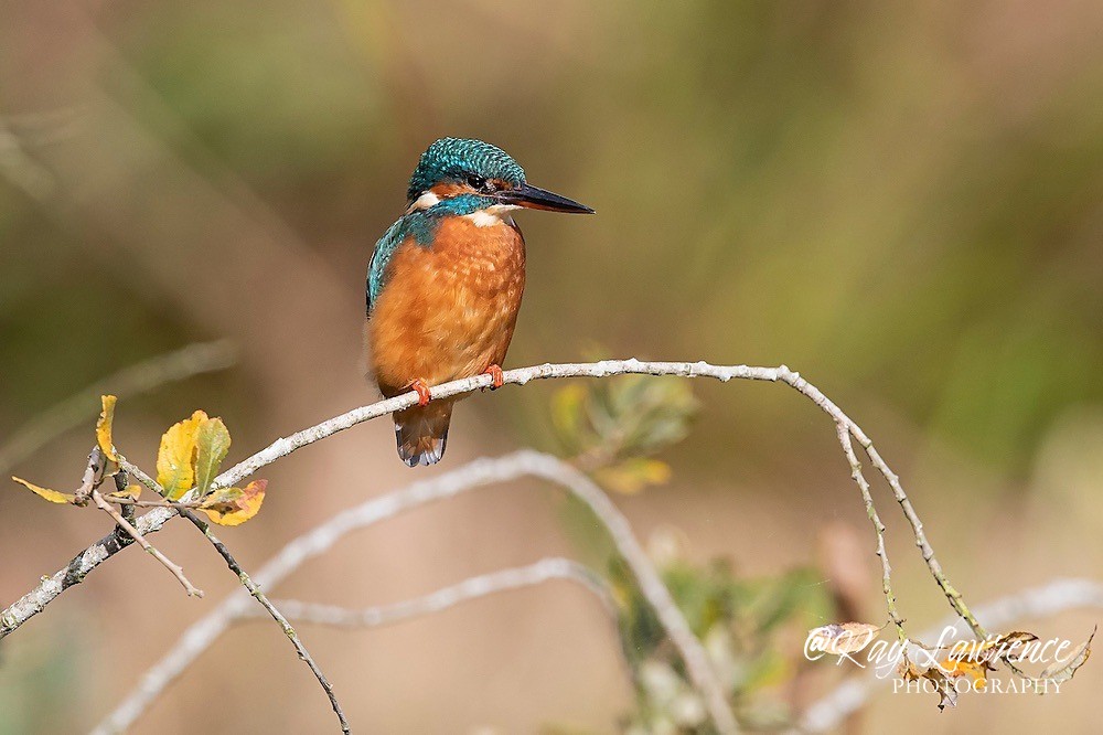 Kingfisher Alcedo Atthis001 - Kingfishers