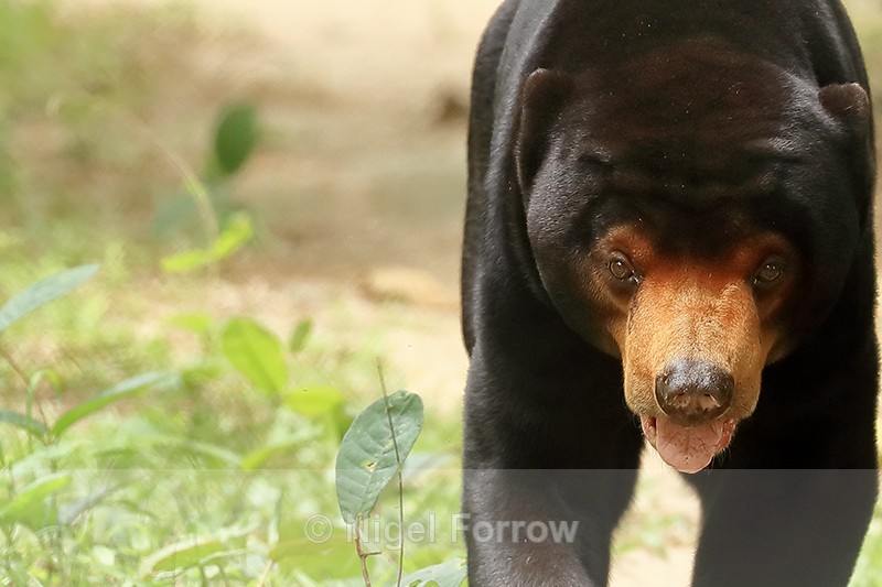 Sun Bear, front view, Cambodia - Sun Bear