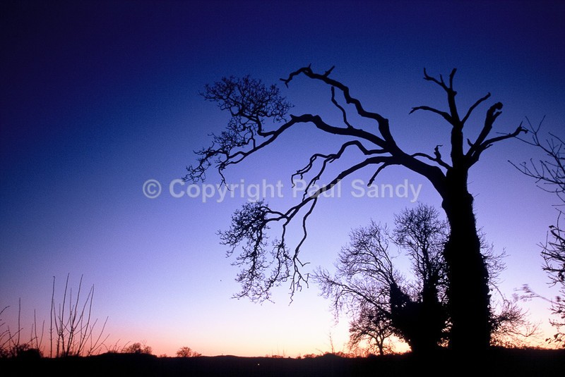 Near the Exe at dusk - Seeing the Wood AND the Trees
