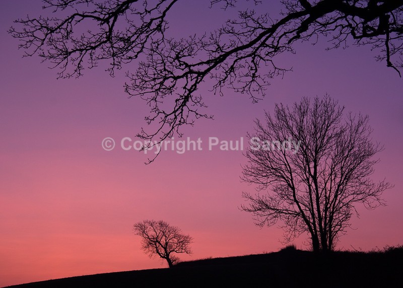 Dusk, Raddon - Seeing the Wood AND the Trees