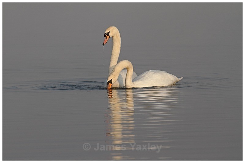 1 Mute Swan Courtship - The British Wildlife Photography Awards 2009 to 2014