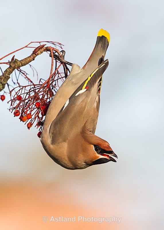 Astland Photography, Bird and Wildlife Images, Susan and Peter Wilson, U.K.