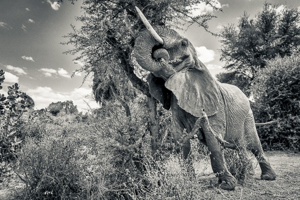 Kenya, Elephant